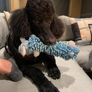 My Poodle loves his reasonably priced toy from the store!