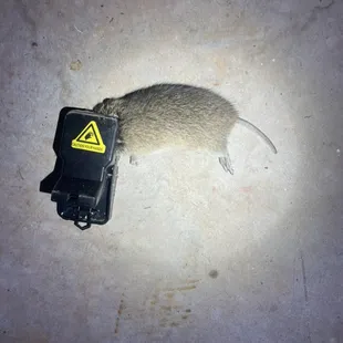 Large rodent from recent job.