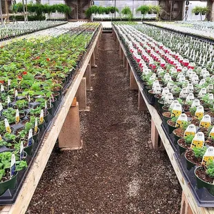 We are getting ready for Spring in our Greenhouse! This is just a few thousand of the bedding plants that we grow on-site.