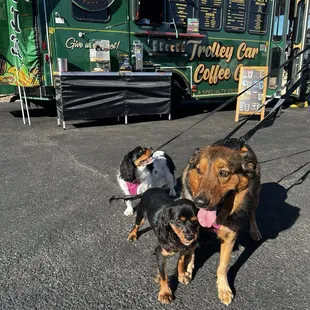 It's not easy wrangling three pups for a photo