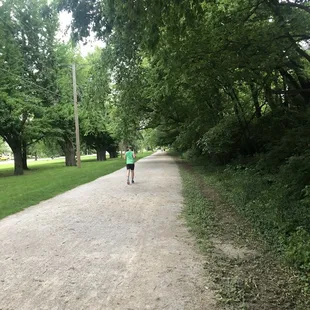 Tree canopy