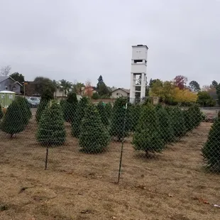 Lots of Gorgeous Trees for Sale