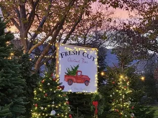 Fresh Cut Christmas Trees