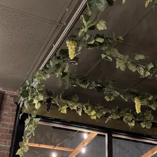 a vine hanging from the ceiling