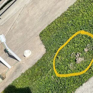 Huge Ant Piles