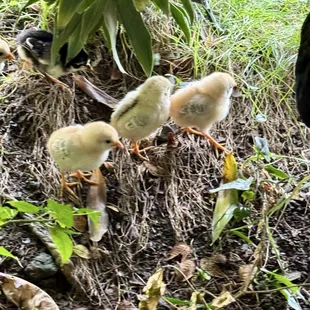 10.26.24 chicks... so cute!