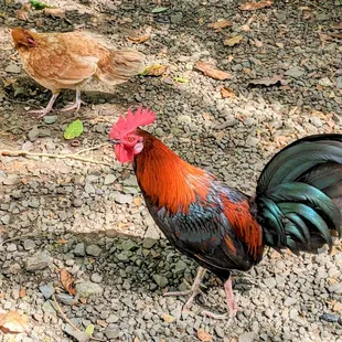 a rooster and a hen
