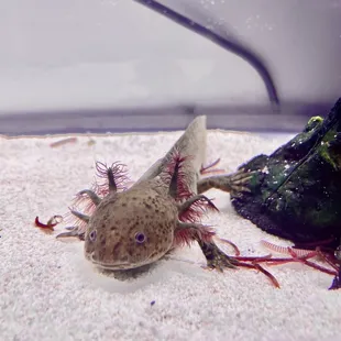 This is my Axolotl I received from over there btw