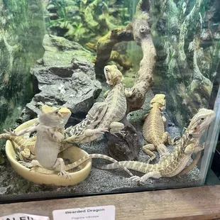 Bearded dragons