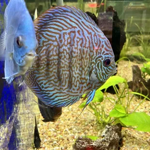 Discus