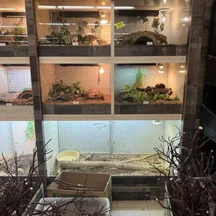 Reptiles in back enclosure