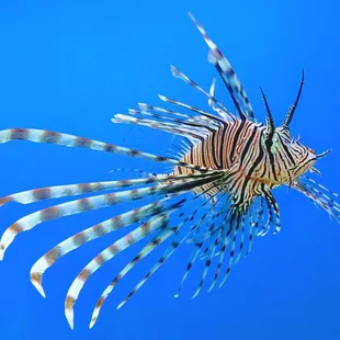 Lionfish