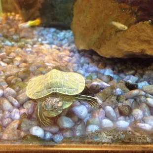 Baby red ear slider