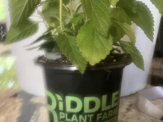Riddle Plant Farm