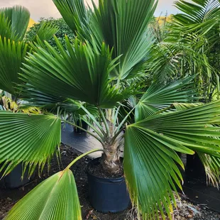Tropical Tree Nursery