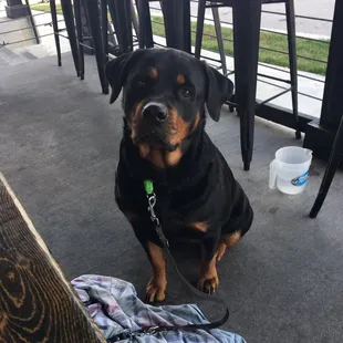 Tropicana Bar and Grill is one of a few dog friendly patios in Joplin!