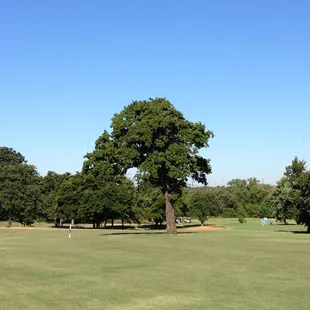 Lone oak challenges the tee shot in number seven fairway.