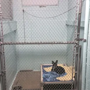 Franklin relaxes in a regular sized run.