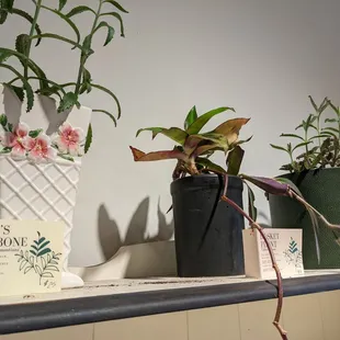 Quite a few potted plants around. Made me feel at home
