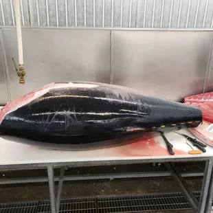 Spain Bluefin