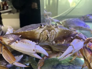 Goldfish Seafood Market