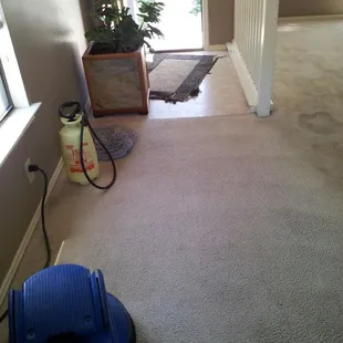 Pet Stains after cleaning.