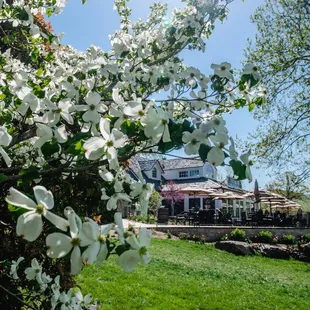 a flowering tree in the foreground