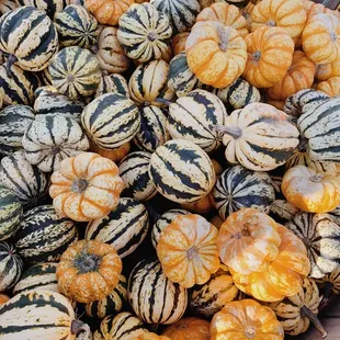 a basket full of gourds