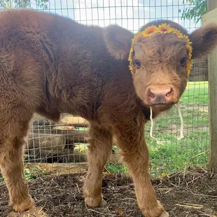 a young calf in a fenced area