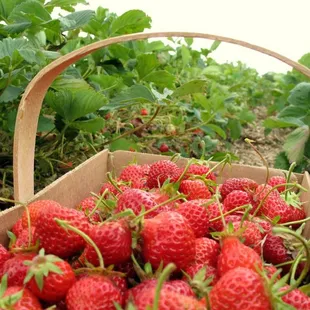 Fresh Picked Strawberries