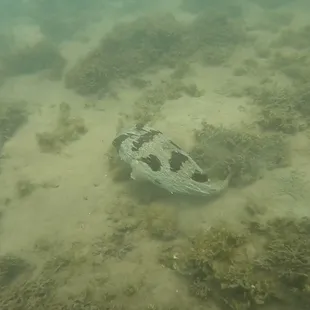 Pufferfish at Magic Island Lagoon Honolulu, Hawaii (while scuba diving with Try Scuba Diving Honolulu)