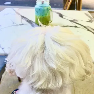 a small white dog sitting at a table