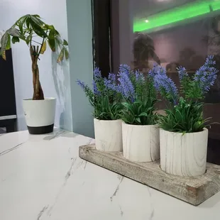 Hello there, money tree.