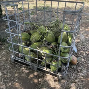 Fresh coconut