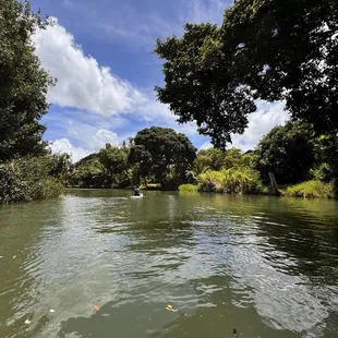 Trees line the freshwater river. Nice and cool. Lovely.