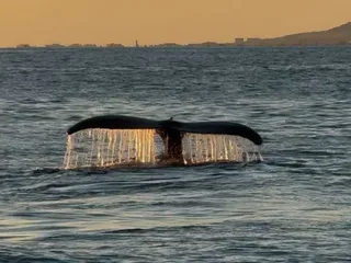 Sailing Beauty of Honolulu