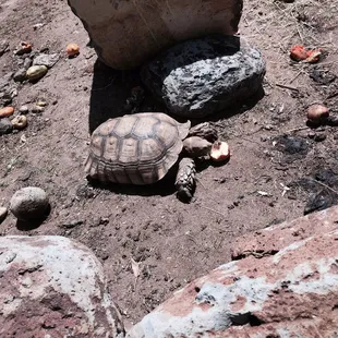 a tortoise on the ground