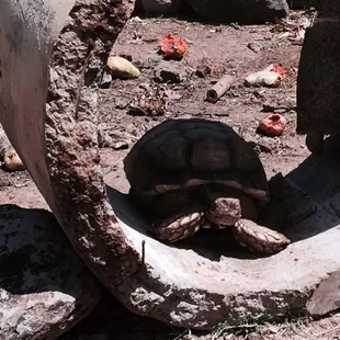 Resting in the shade