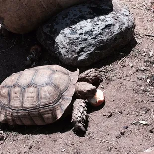 How cute is this turtle eating an apple