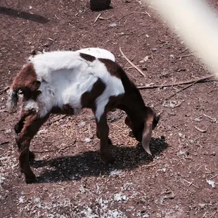 The baby goat out back!!!