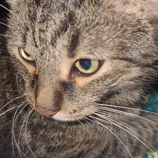 Charlie F.