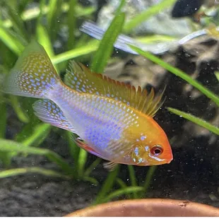 Microgeophagus ramirez "GOLD RAM DWARF CICHLID"