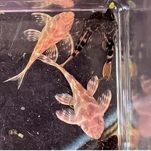 L333 Hypancistrus sp. "ALBINO KING TIGER PLECO"
L600 Pseudacanthicus cf. leopardus "LEOPARD CACTUS PLECO"