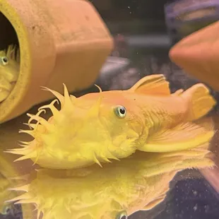 Ancistrus sp. "LEMOM BLUE EYED BRISTLENOSE" adult male