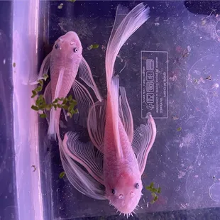 Ancistrus sp. "SNOW WHITE BRISTLENOSE LONGFIN" adult pair