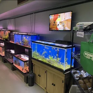 Over 2000 gallons of tropical fish