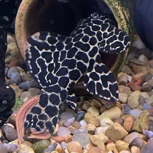 L114 Pseudacanthicus cf. leopardus "LEOPARD CACTUS PLECO"