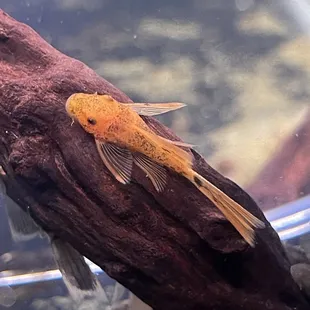 LongFin Super Red Calico Bristlenose