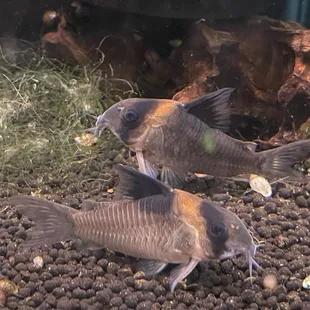 Corydoras burgessi
