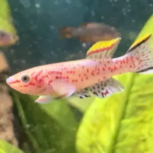 Male Gardneri Killifish courtesy of Tsunami Aquatics